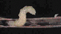 Sawfly larva