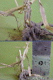 Larvae in cut stem
