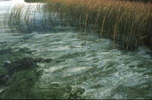 Blue-green algae