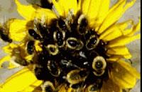 Bee flies