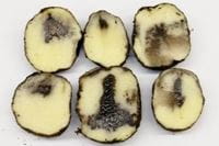 blackheart in potato