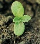 Canada thistle