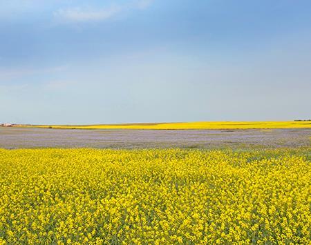 Field