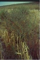 Kochia