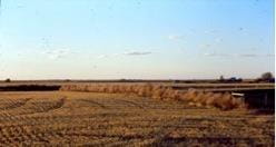 Tumbleweeds