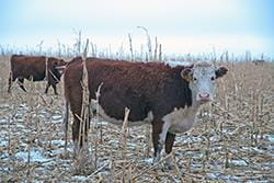 Cows