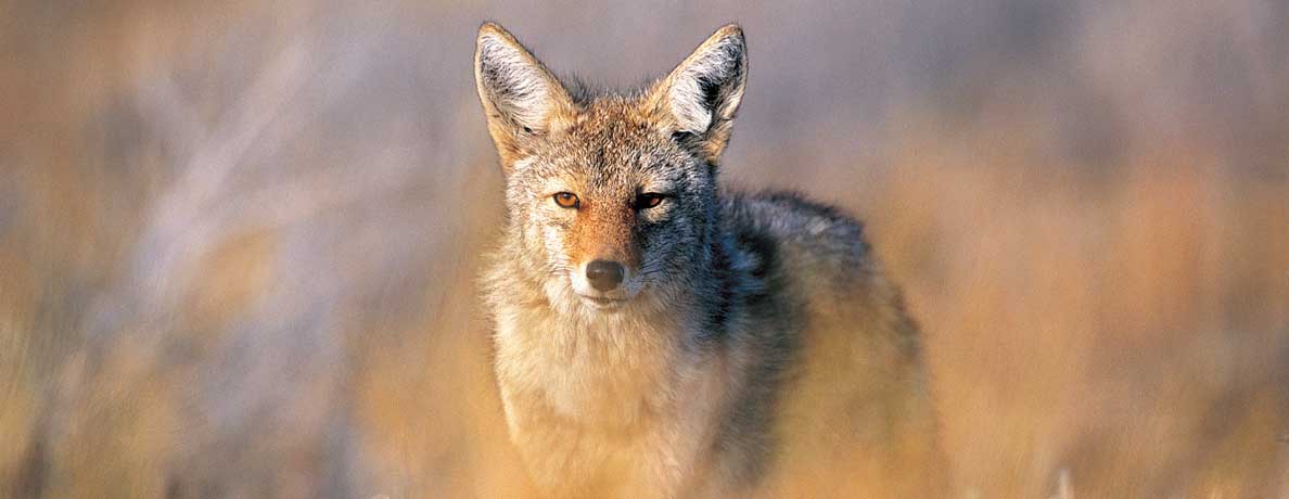 Coyote
