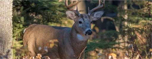Deer in forest