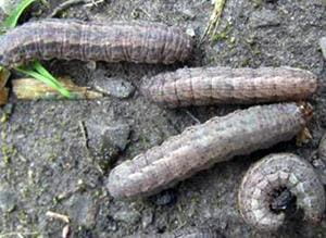 dingy cutworm