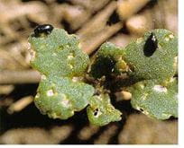 Flea beetle on canola seedling