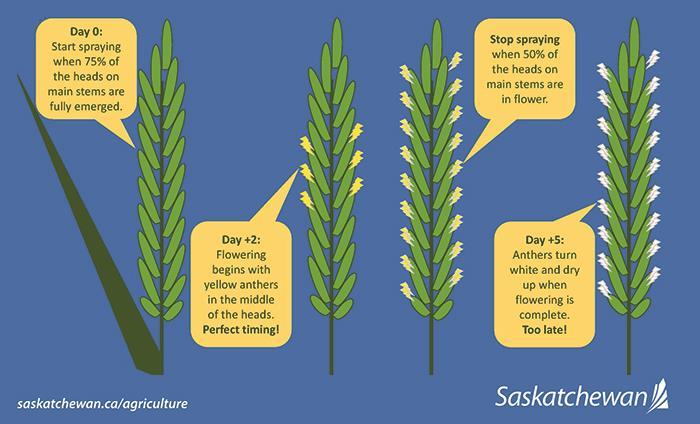 Fusarium chart
