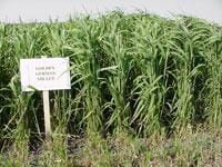 Golden German Millet