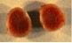 Nodule sliced open to show red colour