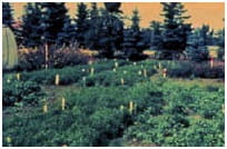 Lentil field