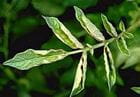 potato leafroll virus