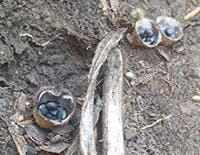 Bird's nest fungus