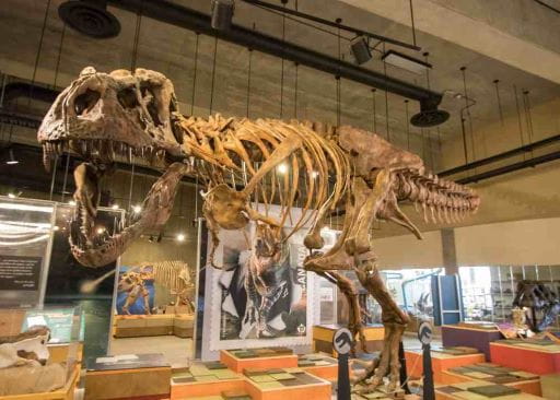 Picture of Scotty, the World's largest T. Rex on display in the TRDC. Scotty's fossilized remains were discovered in Eastend, SK and are on display at the T.rex Discovery Centre in Eastend. The image is of Scotty's bones with images of other dinosaurs from the period in the background. 