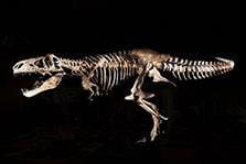 Scotty t.rex