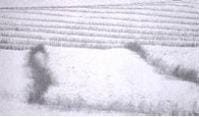 Sweetclover snow trap strips