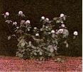 Red clover