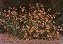 Birdsfoot trefoil
