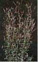 Sweetclover