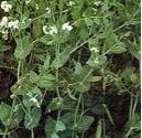 Field pea