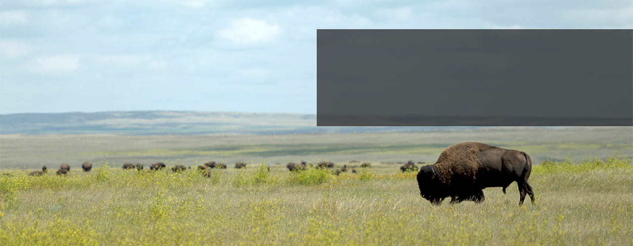 A herd of buffalo eat grass on the Saskatchewan plains underneath a blue sky dotted with clouds. One buffalo stands proudly in the foreground of the shot. 
