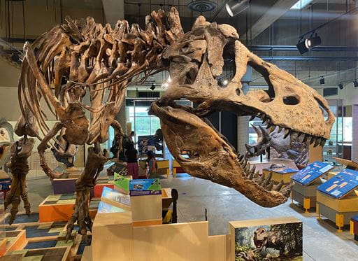 Scotty - the World's largest T. rex. 