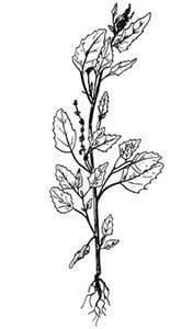 Lamb's quarters