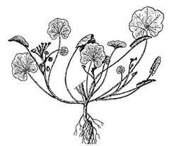 Round-leaved mallow