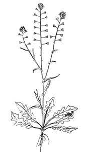 Shepherd's purse