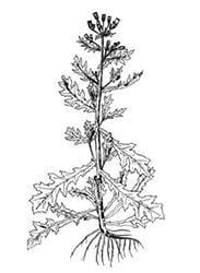 Common groundsel