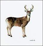 White Tailed Deer