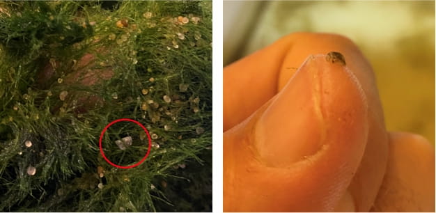zebra mussles moss