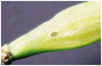 cabbage